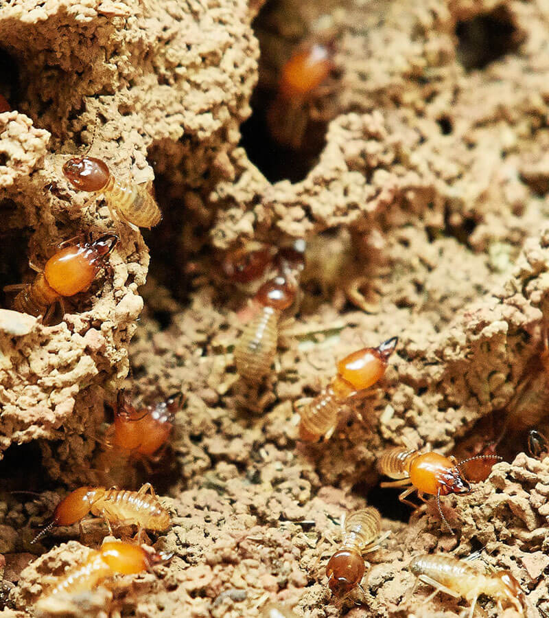 termite extermination