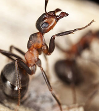 odorous ants close up