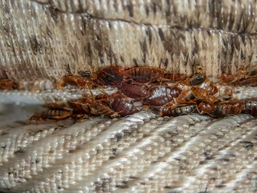 Serious bed bug infestation Serious bed bug infestation