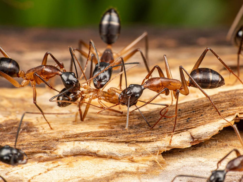 carpenter ants carpenter ants