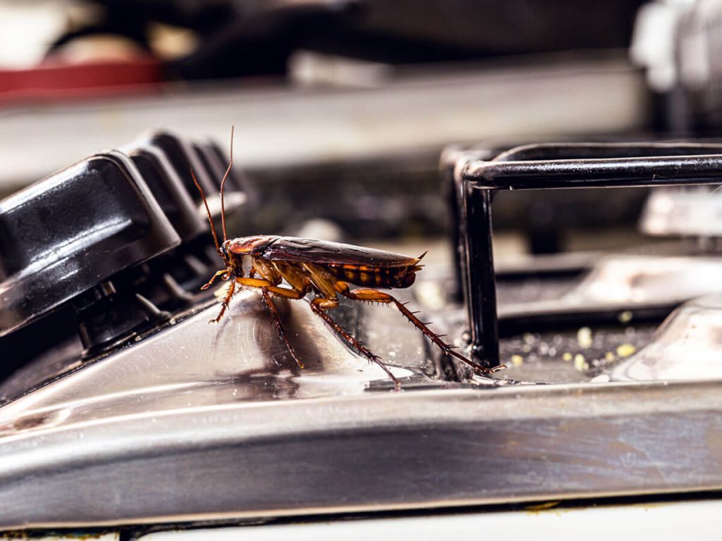 cockroach in the stove cockroach in the stove