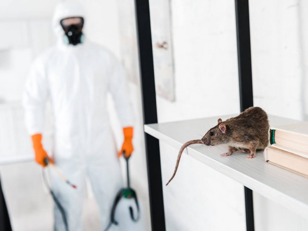 rat exterminator rat exterminator