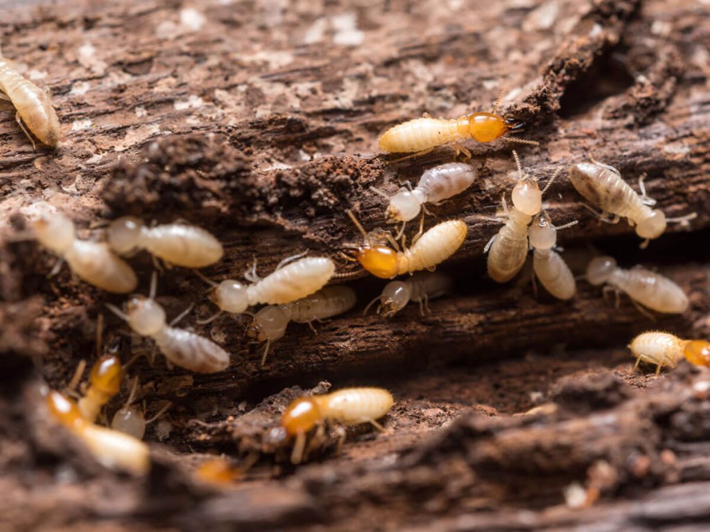 termites termites