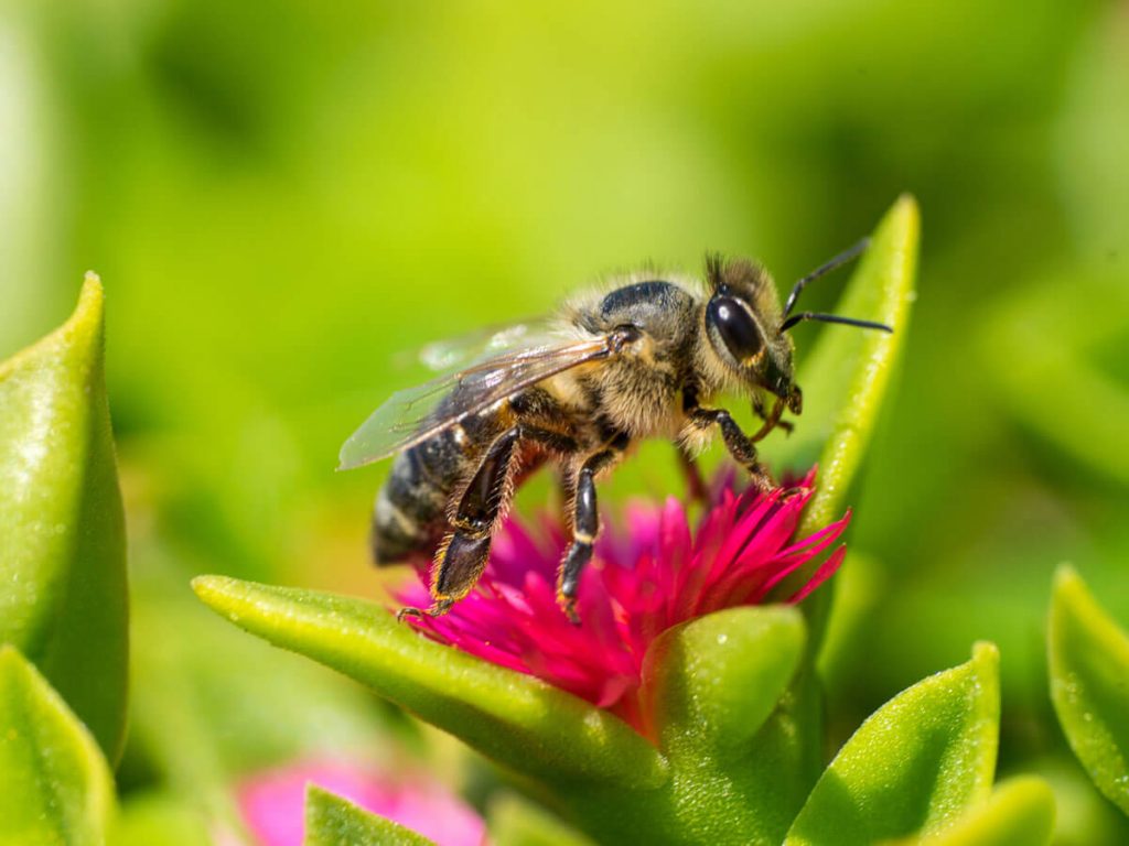 wasp wasp