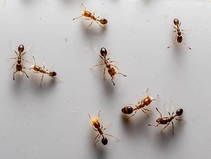 odorous house ants odorous house ants