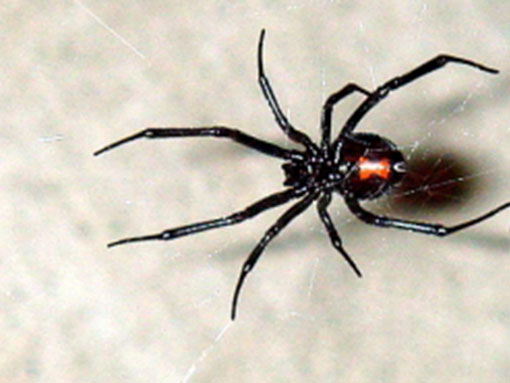 black widow okanagan black widow okanagan
