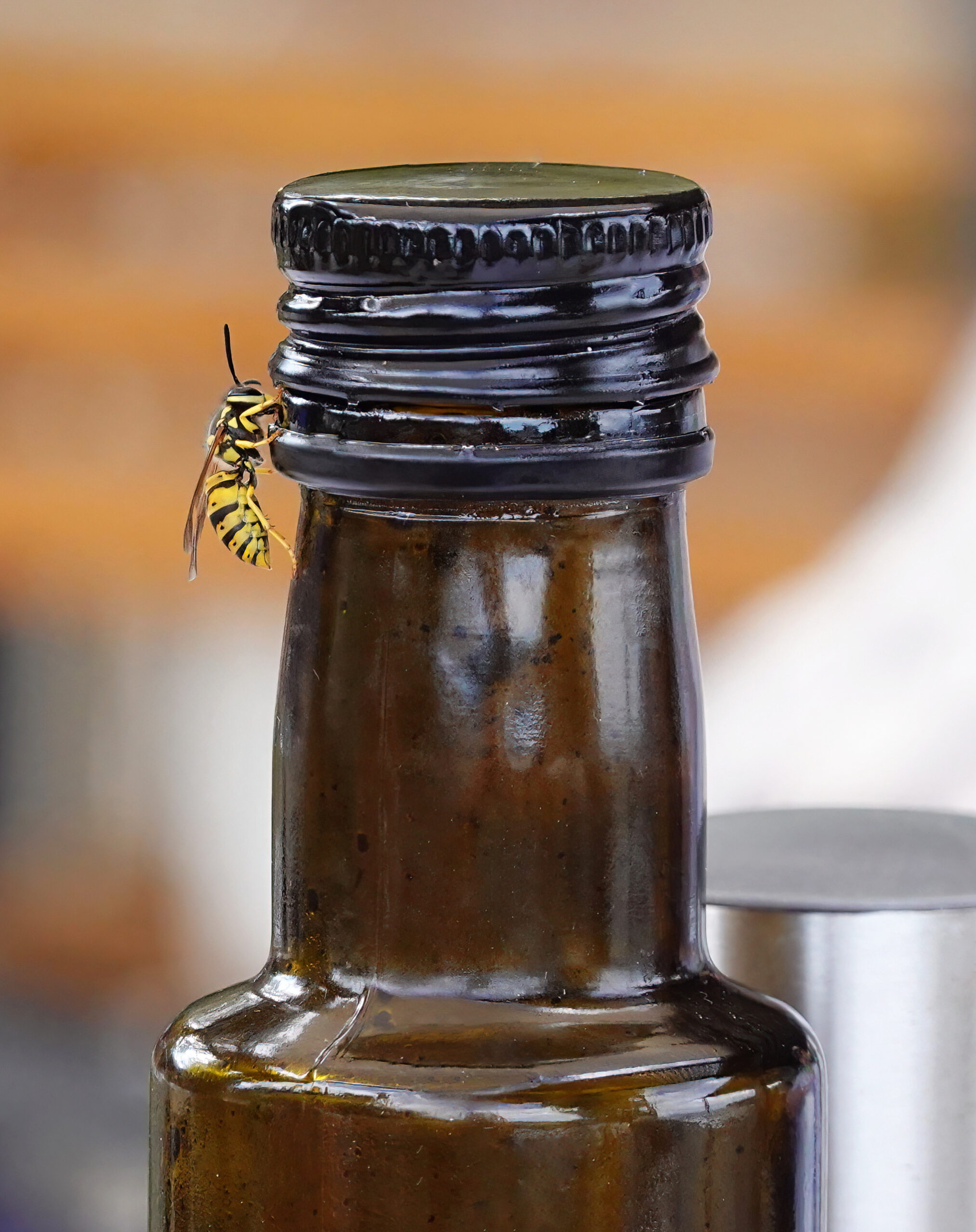 A common wasp crawling on a bottle top at an outdoor table in summer. dead cockroach
